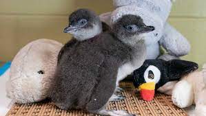 Penguins international is dedicated to penguin conservation and research to help understand the issues that penguins face and how we can join together to protect the future of these amazing. Hjb16diqdh7ucm