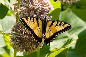 We did not find results for: Plants That Attract Butterflies