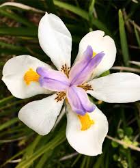 Image result for Moraea niassensis