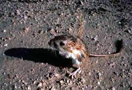 Kangaroo Rat Organ Pipe Cactus National Monument U S National Park Service