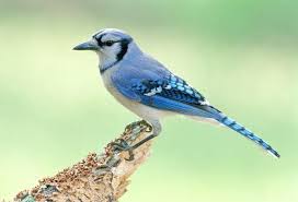 All of our products are made in the united states. Top 10 Most Beautiful Birds In The World Beautiful Birds Most Beautiful Birds Most Beautiful Birds In The World