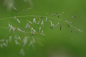 Image result for Eragrostis cylindriflora