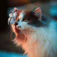When a mass is found on a cat, a veterinarian should examine the cat to identify all lumps and bumps. Petco Cat Flea Tick Treatment Products On Sale Up To 48 Off Dealmoon