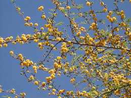 I want to include a tree in our list of colorful plants for. Spring Blooms University Of Arizona Campus Arboretum