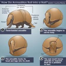 What'S An Armadillo? Is Its Skin Bulletproof? - Quora