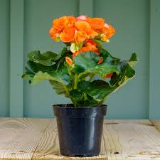 Image result for Begonia elatostemmoides