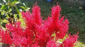 Image result for Celosia pandurata
