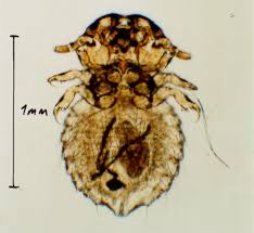 Image result for what do Mallophaga look like in dog fur