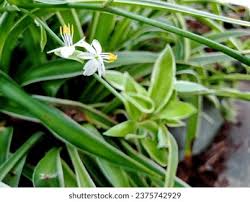 Image result for Anthericaceae