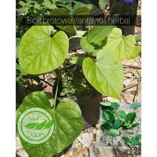 We did not find results for: Binit Tanaman Brotowali Pohon Broto Wali Daun Antawali Anta Wali Obat Herbal Shopee Indonesia