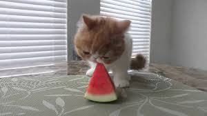 Sevimli Exotic Shorthair Cinsi Kedi Karpuz Yiyor Youtube