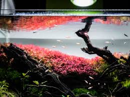 Image result for Rotala gossweileri