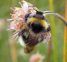 Image result for Bombus bohemicus