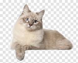 They enjoy lounging as much as the next cat but will not spend the whole day sleeping. Siberian Cat British Shorthair Norwegian Forest Persian Asian Semi Longhair Carnivoran Ragdoll Transparent Png