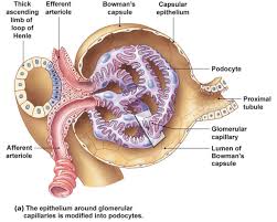 Ap Yuxtaglomerular Renal Physiology Physiology Medical School Studying