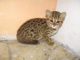 Sampai sekarang aku tak dapat hadam kenapa ada orang benci dengan kucing. Kucing Hutan Comel 81021 Nama Untuk Kucing Comel Lucu Dan Unik