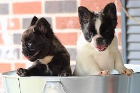 We did not find results for: Fluffy Frenchies Texas French Bulldogs Facebook