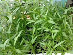 Rau Muống Co Thể Chế Biến được Rất Nhiều Mon Ngon Từ Xao Luộc Nấu Canh đến Trộn Gỏi Loại Rau Nay Dễ Trồng Dễ Sống Nhanh được ăn Rau Muống