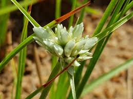 Image result for Cyperus obtusiflorus