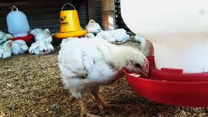 Telur ayam umur 20 hari. Ayam Potong Organik 20 Hari Berat 1 1kg Lombok Organik