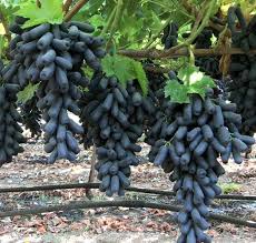 Witch Finger Teardrop Cotton Candy These Are Grapes Cotton Candy Grapes Grape Plant Moon Drop Grapes
