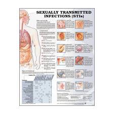 Anatomy Chart Sexually Transmitted Infections
