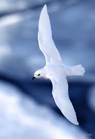 Snow Petrel Breeds Exclusively In Antarctica And Seen At The South Pole Sea Birds Animals Australian Birds