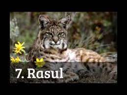 10 animale adorabile pe cale de dispariţie din cauza schimbărilor climaterice. Top 10 Animale Pe Cale De Disparitie Din Romania Youtube