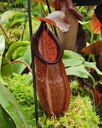 Image result for Nesaea heptamera