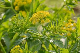 Image result for Asclepias aurea