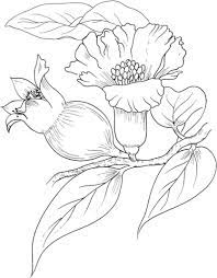 coloriage fleurs de grenadier coloriages a imprimer gratuits pages d&#x00027;hiver en ligne gratuites