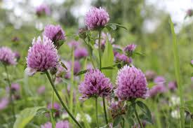See more of clover flower shop on facebook. Red Feather Clover Growing Tips On Caring For Ornamental Clover Plants