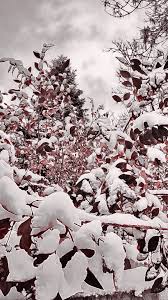 Beautiful Black And White Nature Background Wallpaper Background Inspired From Nature With White Beautiful Winter Day Lot Of Snow On Bushes Wallpaper Summer Beach Wallpaper Beach Wallpaper Iphone