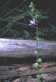 Image result for Tridactyle filifolia