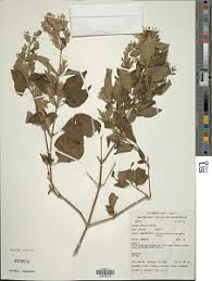 Image result for Hypoestes forskaolii