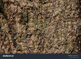 Image result for Spirostachys