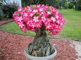 1 di 2 via alla pagina. Piante Grasse Con Fiori Le Piu Belle E Facili Da Coltivare