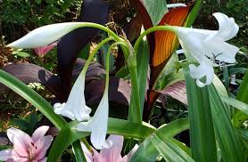 Image result for Crinum moorei