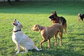 Can Dogs Have Adhd Symptoms Signs Of Adhd In Dogs