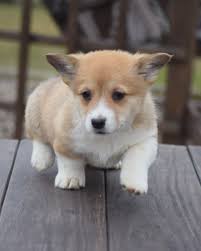 Don't miss what's happening in your neighborhood. Shelly Puppies Welsh Corgi Puppies Pembroke Welsh Corgi Puppies