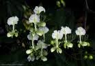 Image result for Berlinia grandiflora