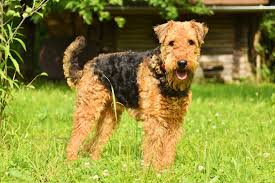 Sorry if i have not returned your call. Airedale Terrier Puppies For Sale Newdoggy Com