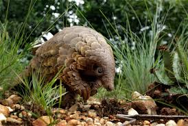 Maybe you would like to learn more about one of these? Un Slams Booming Pangolin Trade As Illegal Ivory Trade Shrinks Daily Sabah