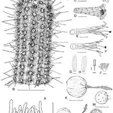 The starfish cactus (echinocereus rubispinus) showing succulent stem with leaves reduced to spines. Pdf Taxonomy And Conservation Of The Genus Haageocereus Werderm Backeb Backeb In Peru
