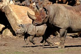 The software is commonly used for. Eastern Black Rhinoceros Meet Them At Zoo Leipzig