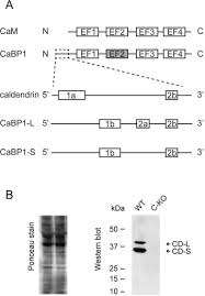 Лайфхакер собрал лучшие фильмы с кевином. Ca2 Binding Protein 1 Regulates Hippocampal Dependent Memory And Synaptic Plasticity Sciencedirect