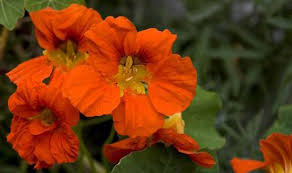 Buy nasturtium seeds and get the best deals at the lowest prices on ebay! How To Grow Nasturtiums Express Co Uk