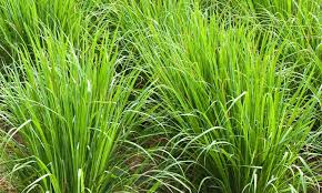 Image result for Phyllanthus martinii