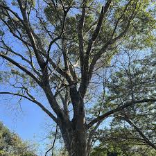 Image result for Celtis africana