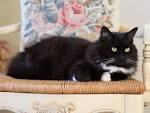 What breed is a black and white Felix cat - Answers